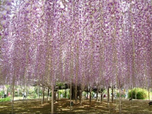 comfort inn sano fujioka inter