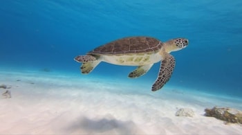 central hotel bonaire