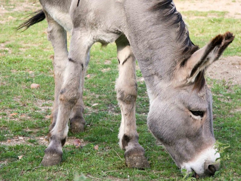 ibis orleans centre gare