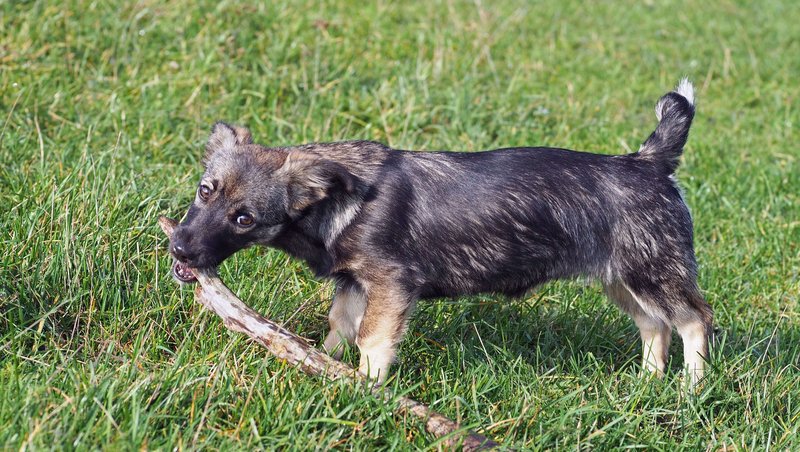 countryside inn motel