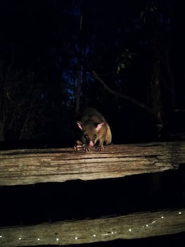 Kalimna Woods Cottages,Kalimna>>Gippsland,4 star