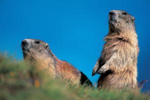fusch an der grossglocknerstrasse