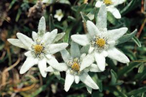 fusch an der grossglocknerstrasse