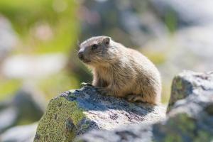 sankt anton am arlberg