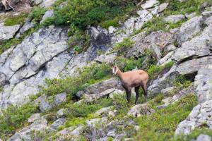 sankt anton am arlberg