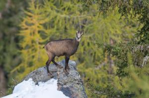 sankt anton am arlberg