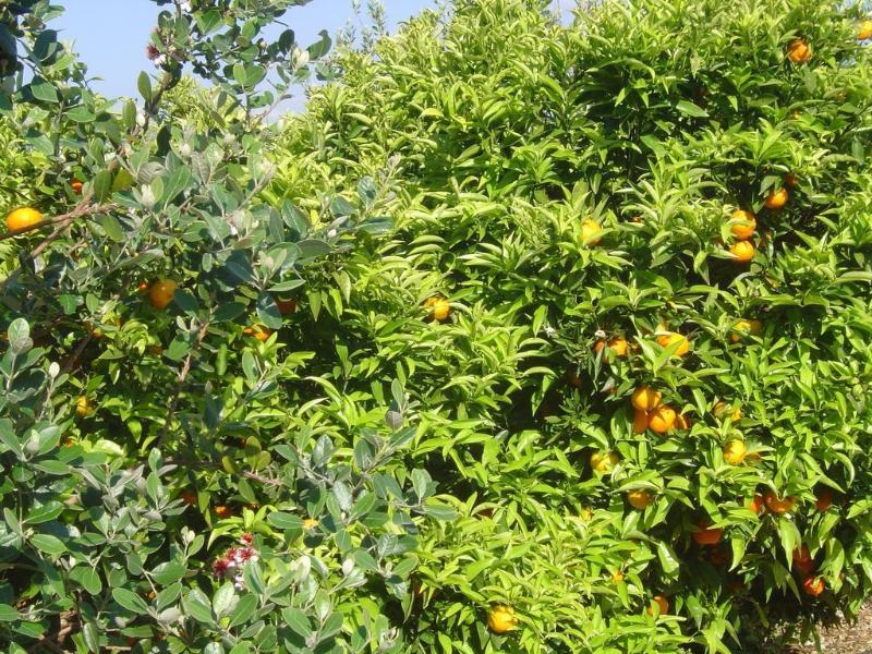 hotel tancat de codorniu