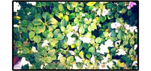 moreno 820 design apartments