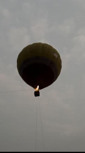 wild wood tiger resort