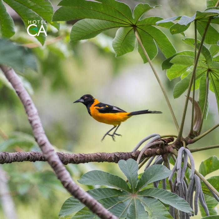 canto das aguas hotel