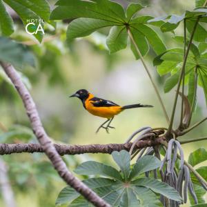 canto das aguas hotel