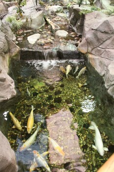 cmon inn hotel and suites