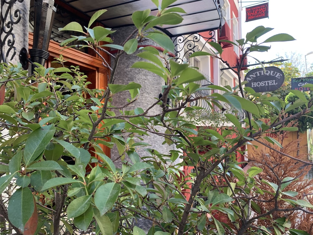 antique hostel and guesthouse