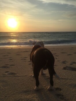 argonauta boracay boutique hotel with apartments and villas