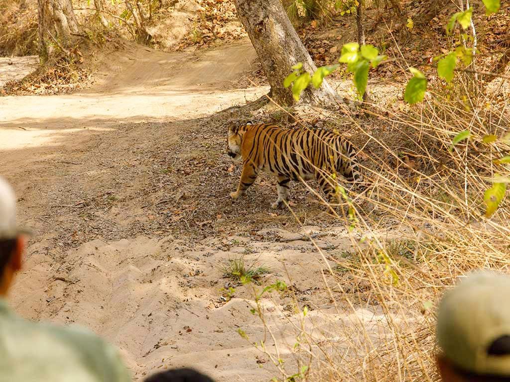 the baagh a forest retreat