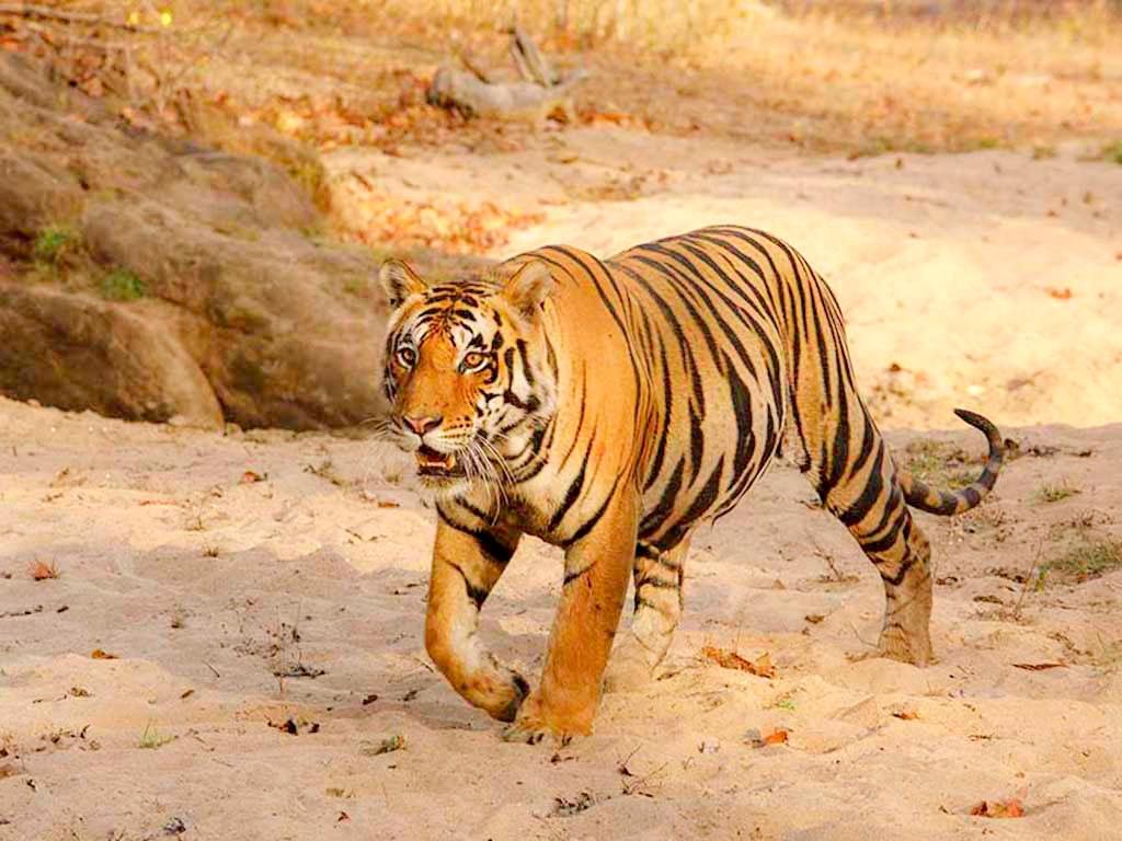 the baagh a forest retreat