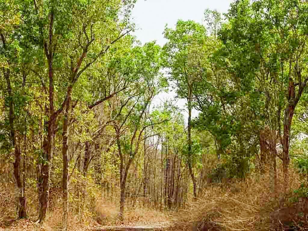 the baagh a forest retreat