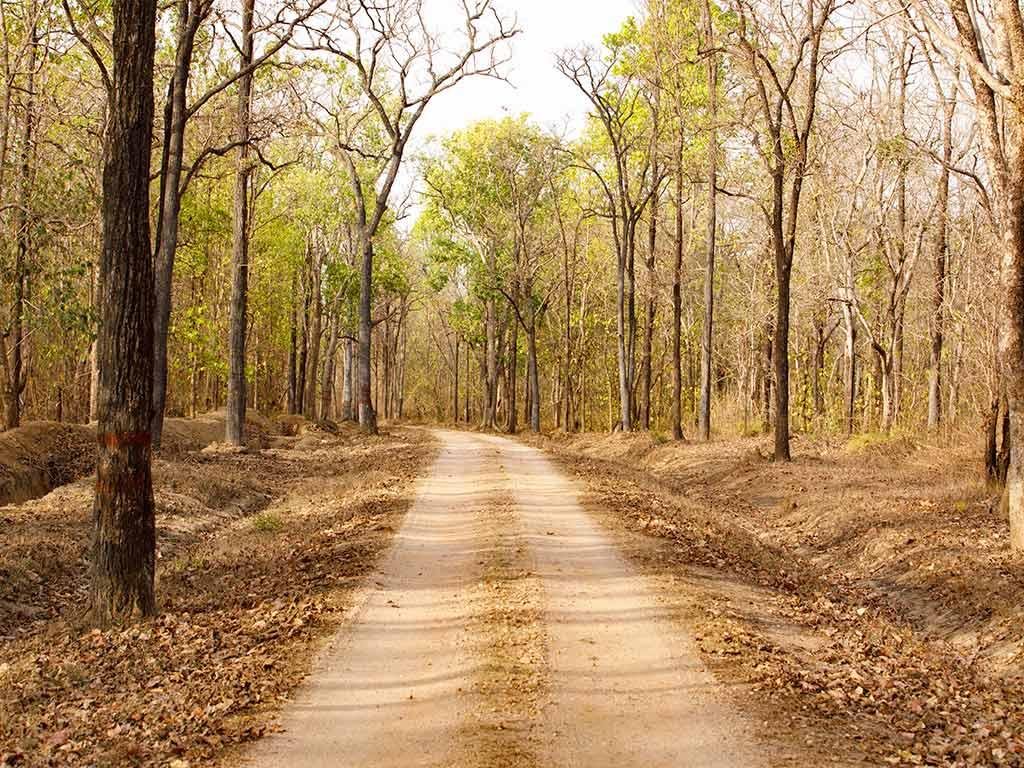 the baagh a forest retreat
