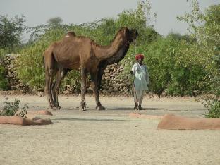 Bishnoi Village Camp And Resort,Luni>>Jodhpur,3 star