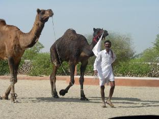 Bishnoi Village Camp And Resort,Luni>>Jodhpur,3 star
