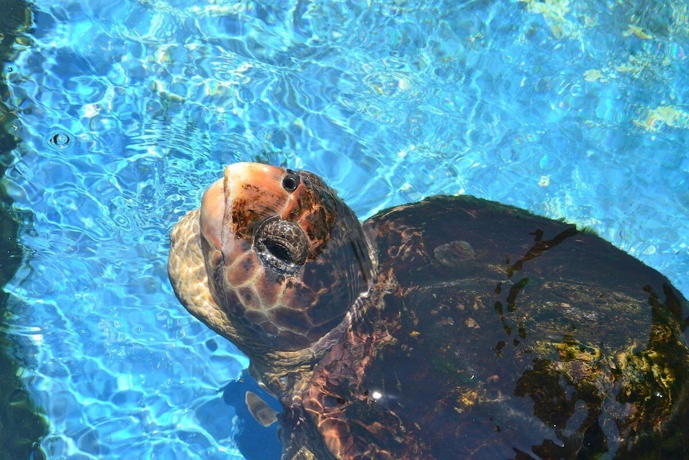 holiday lodge and suites fort walton beach