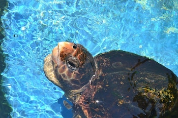 holiday lodge and suites fort walton beach