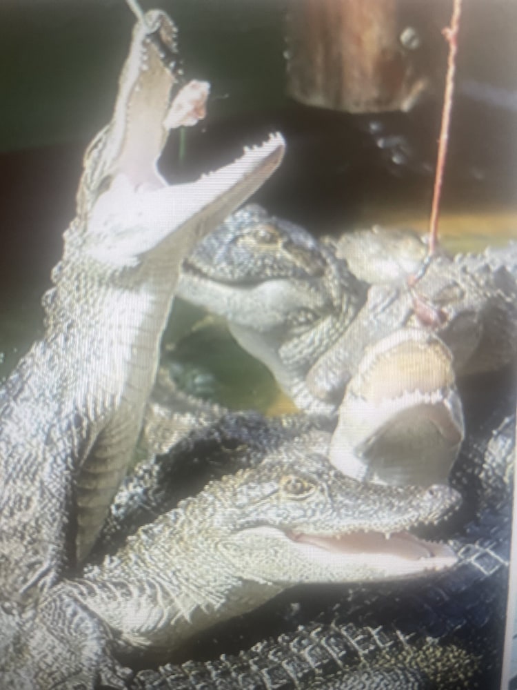 holiday lodge and suites fort walton beach