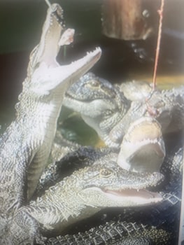 holiday lodge and suites fort walton beach