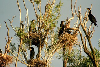 Apartments Vrata Baranje,Osijek>>Bilje,3 star