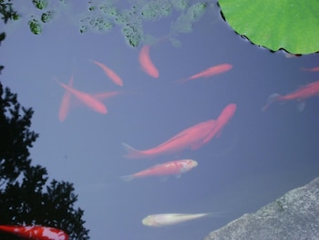 four creeks bed and breakfast