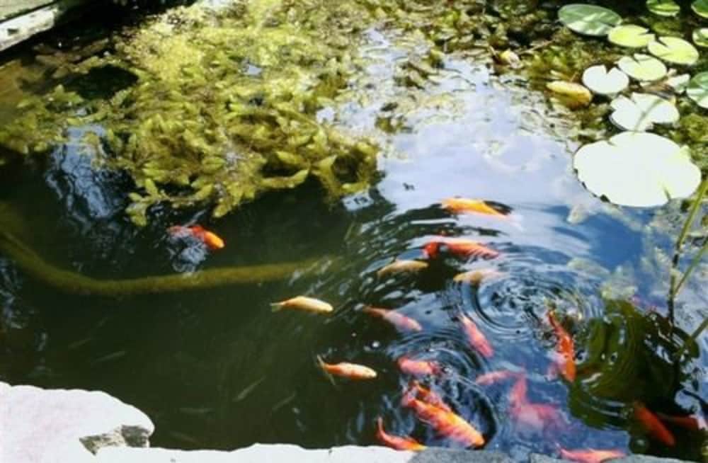 four creeks bed and breakfast