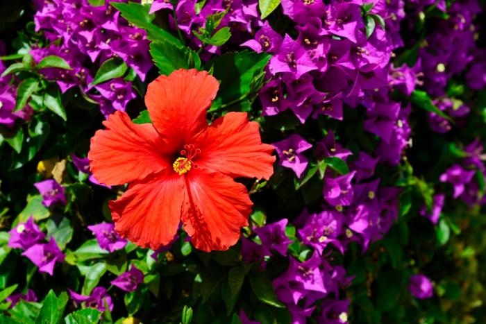 napa prince hotel apartments