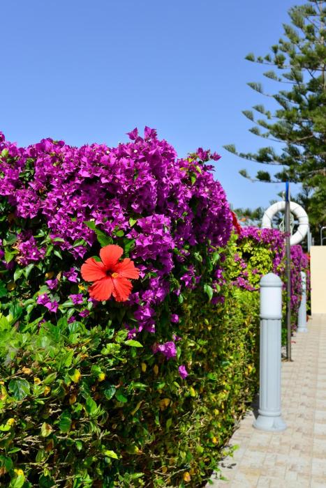 napa prince hotel apartments