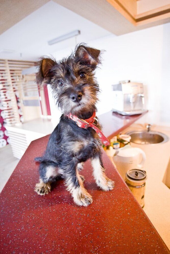 akira bed and breakfast