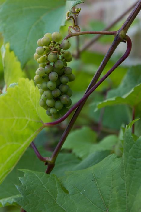 t oud gemeentehuis poelkapelle