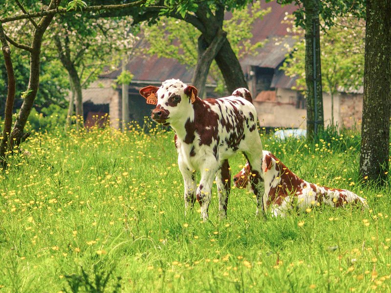 port en bessin huppain