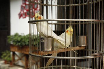 china old story inns dali ancient town