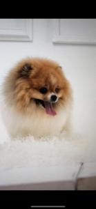 pacific paradise motel