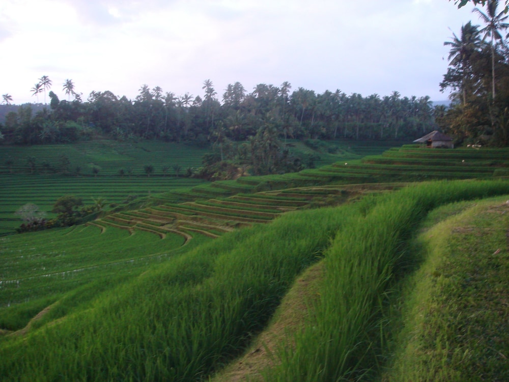 cempaka belimbing villas