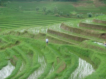 cempaka belimbing villas