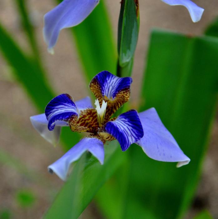 sanctuary rarotonga on the beach adults only