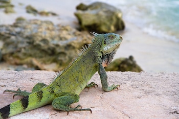van der valk plaza beach and dive resort bonaire
