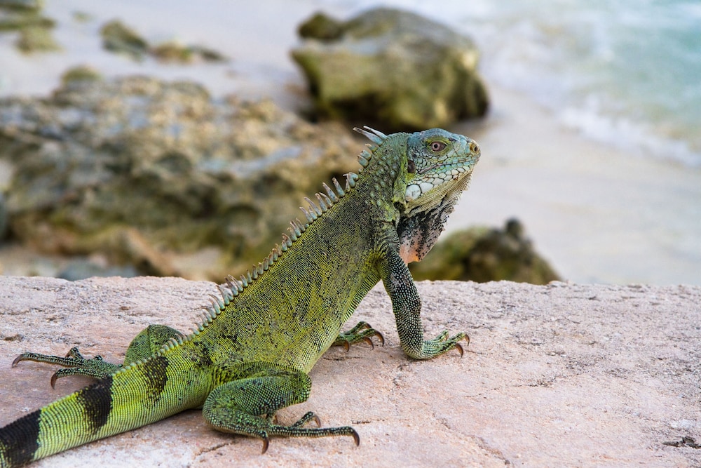 van der valk plaza beach and dive resort bonaire