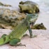 van der valk plaza beach and dive resort bonaire