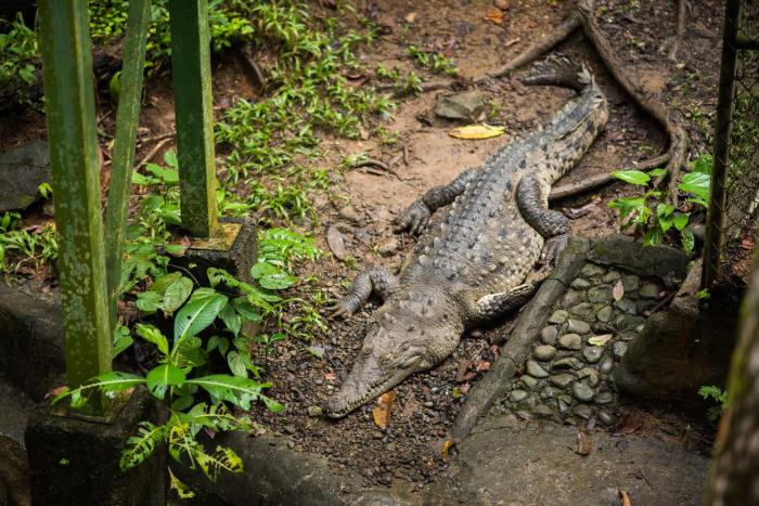 si como no resort spa and wildlife refuge