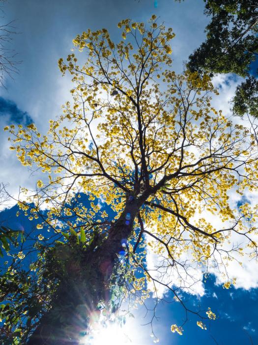finca luna nueva lodge