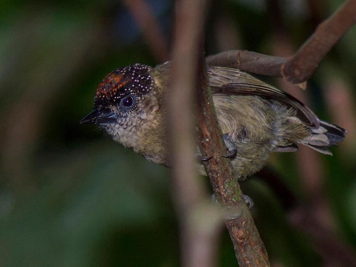 finca luna nueva lodge