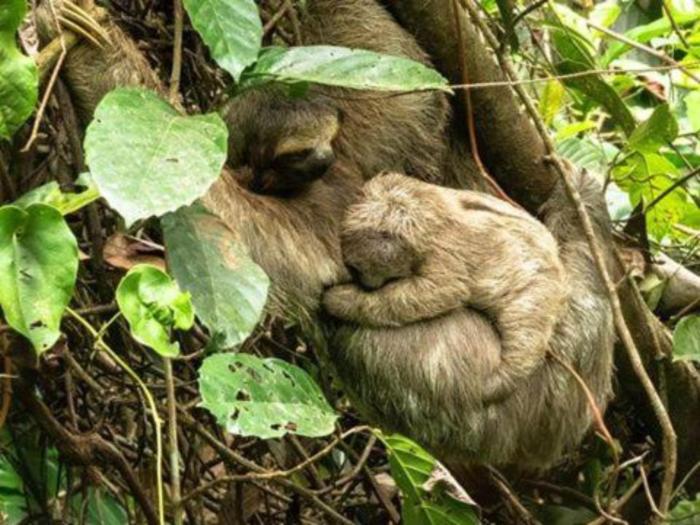 finca luna nueva lodge