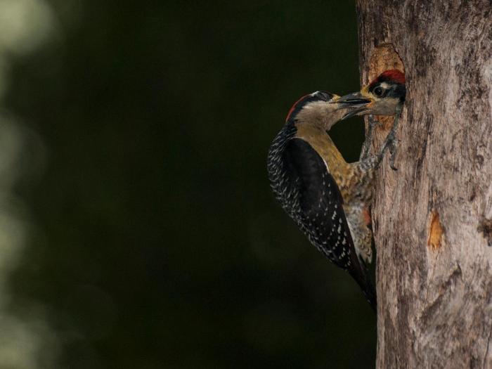 finca luna nueva lodge