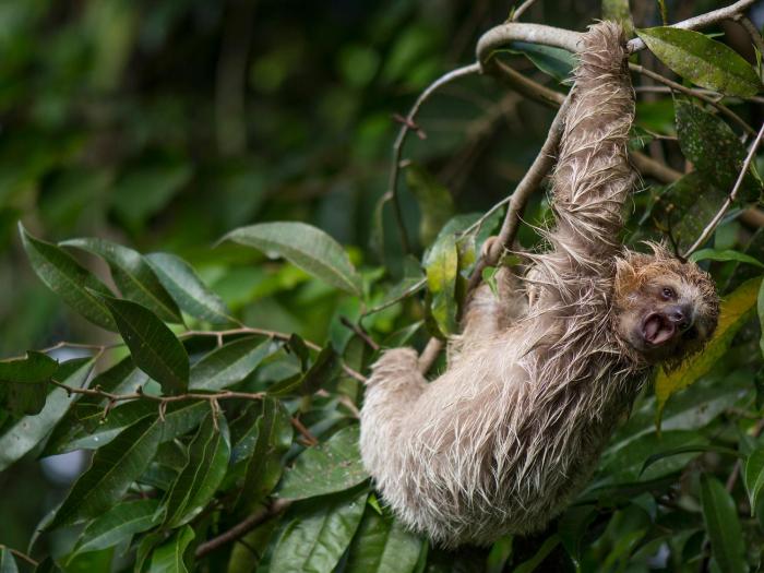 finca luna nueva lodge